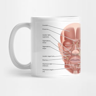 Face muscle anatomy, illustration (C046/1440) Mug